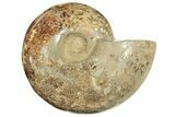 Cut Ammonite Fossil From Madagascar - Crystal Pockets! #207125-9